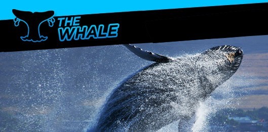 The Whale 888 poker tournaments guarantees