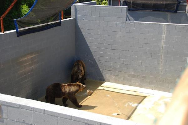 Daniel Negreanu Calls on Harrah’s Cherokee Casino in North Carolina to Denounce Inhumane Bear Zoo