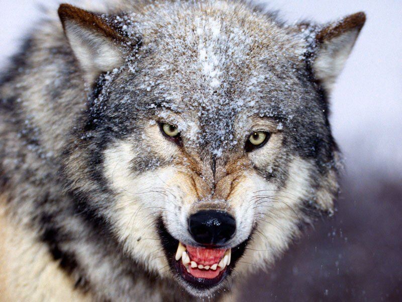 Poker Dog vs. Poker Wolf: New Research Shows Risk-Aversion May Be Evolutionary