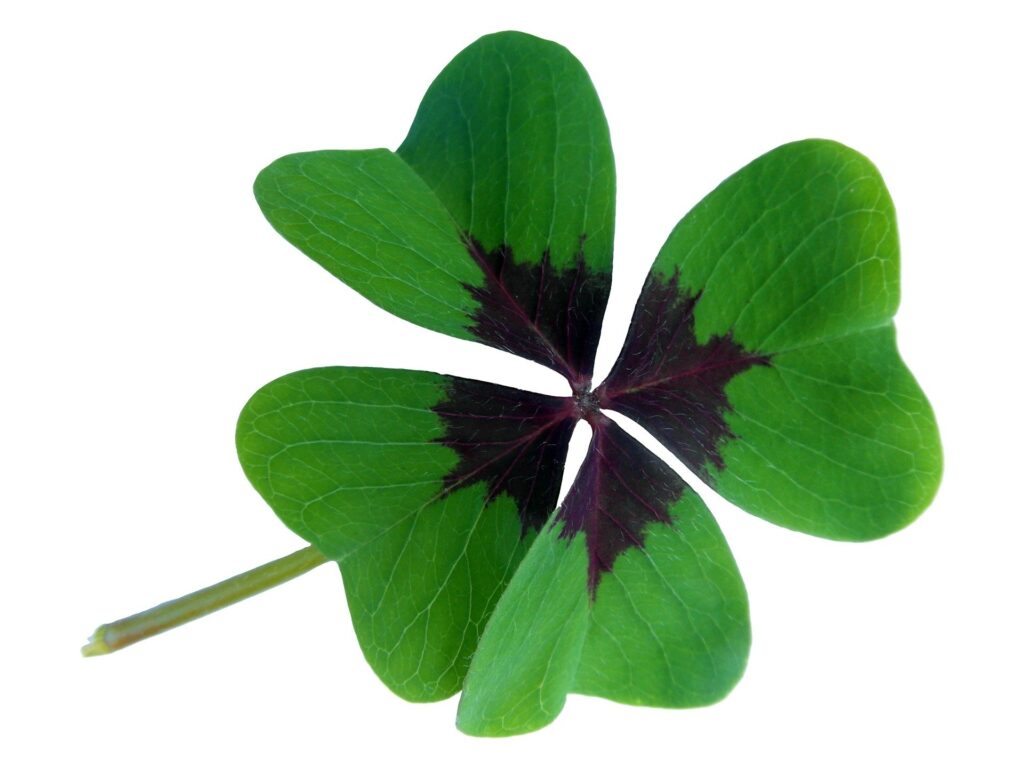 four-leaf clover for luck